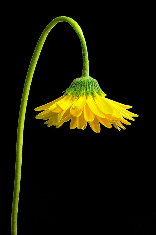 Sad Flower Photograph By Rodger Podlogar Fine Art America