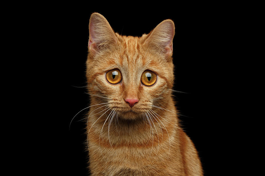 Sad Ginger Cat  Photograph by Sergey Taran