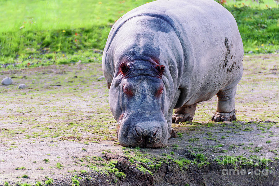 Sad Hippo Photograph by Viktor Birkus - Fine Art America