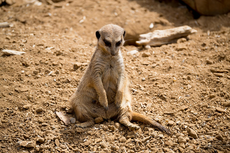 Sad Meerkat Photograph by Scott Lyons