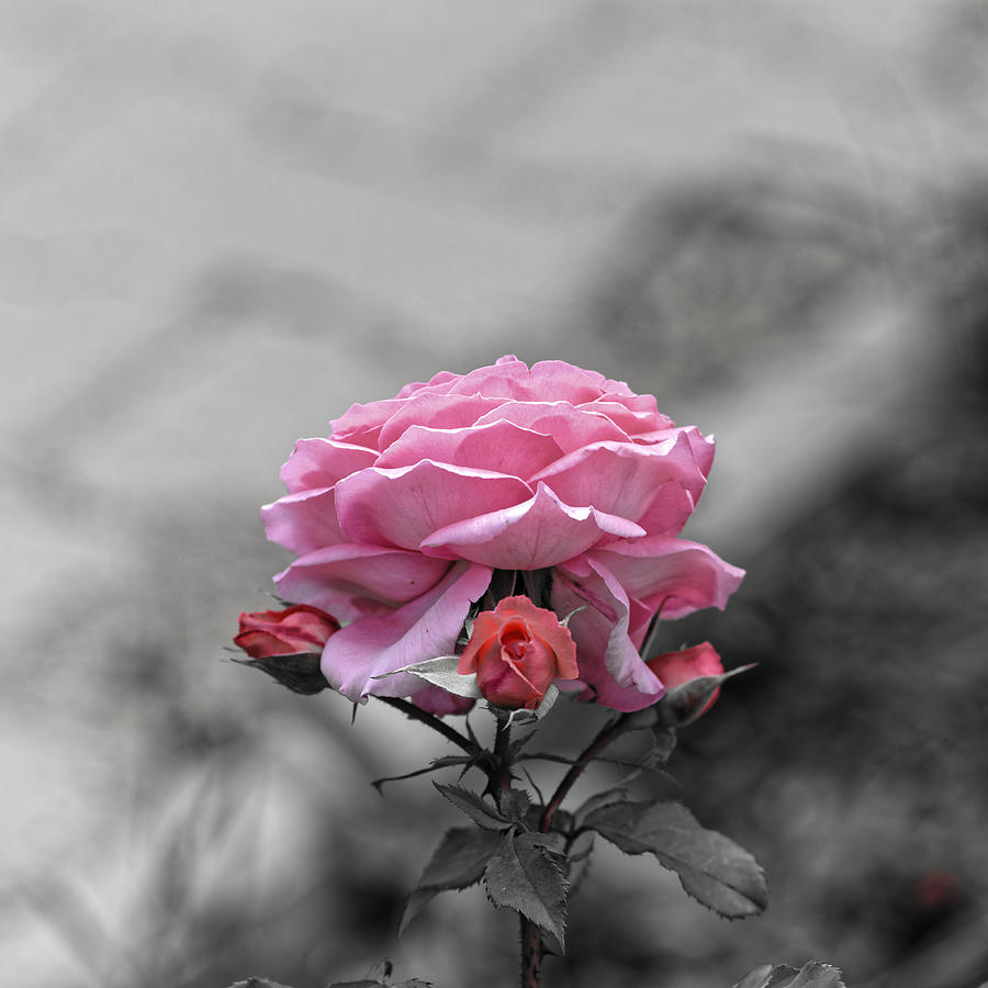 Sad Pink Rose With Three Buds Photograph by Adrian Bud