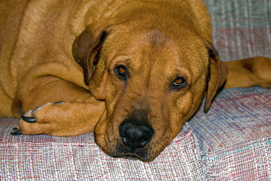Sad Pooch Photograph by Sally Weigand