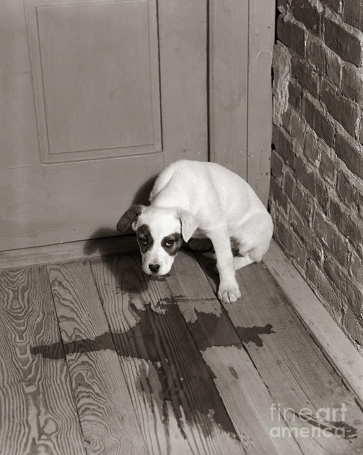 Sad Puppy Being House Trained, C.1950s Photograph by D. Corson/ClassicStock