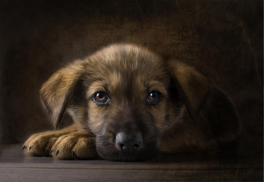 Sad Puppy Digital Art by Bob Nolin