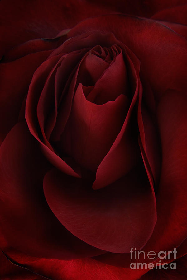 Rose Photograph - Sad Rose by Ann Garrett