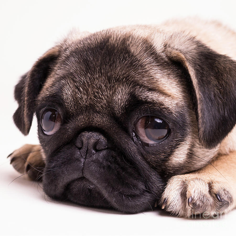 Sad Sack - Pug Puppy Photograph by Edward Fielding
