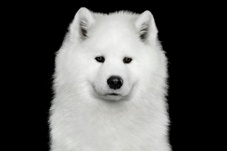 Dog Photograph - Sad Samoyed by Sergey Taran