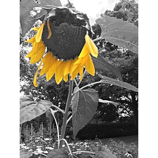 Sad Sunflower 😕 Photograph by Kelsey Slicker