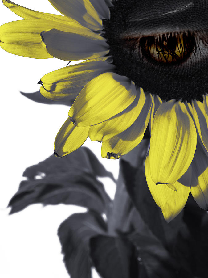 Sunflower Photograph - Sad Sunflower by Kelly King