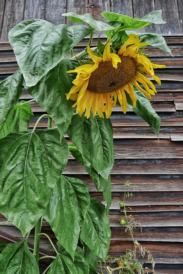 Sad Sunflower Photograph by Steffani Cameron - Fine Art America