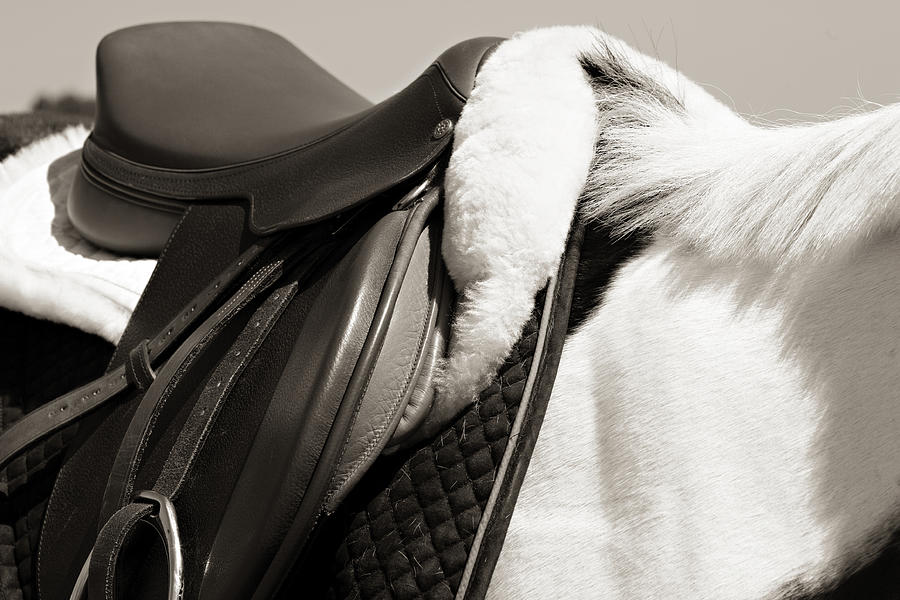 Saddle and Softness Photograph by Marilyn Hunt