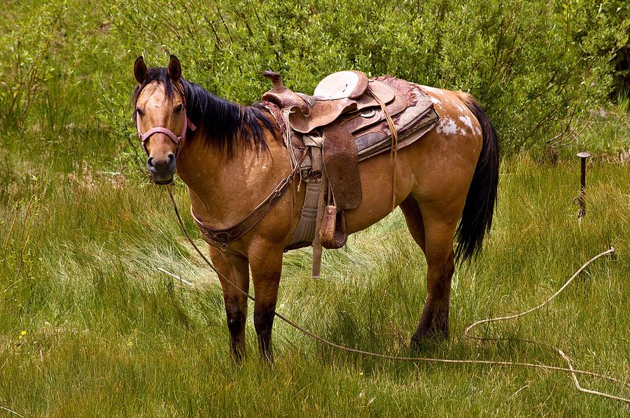 Saddle and Tethered horse Photograph by James Boyd - Pixels