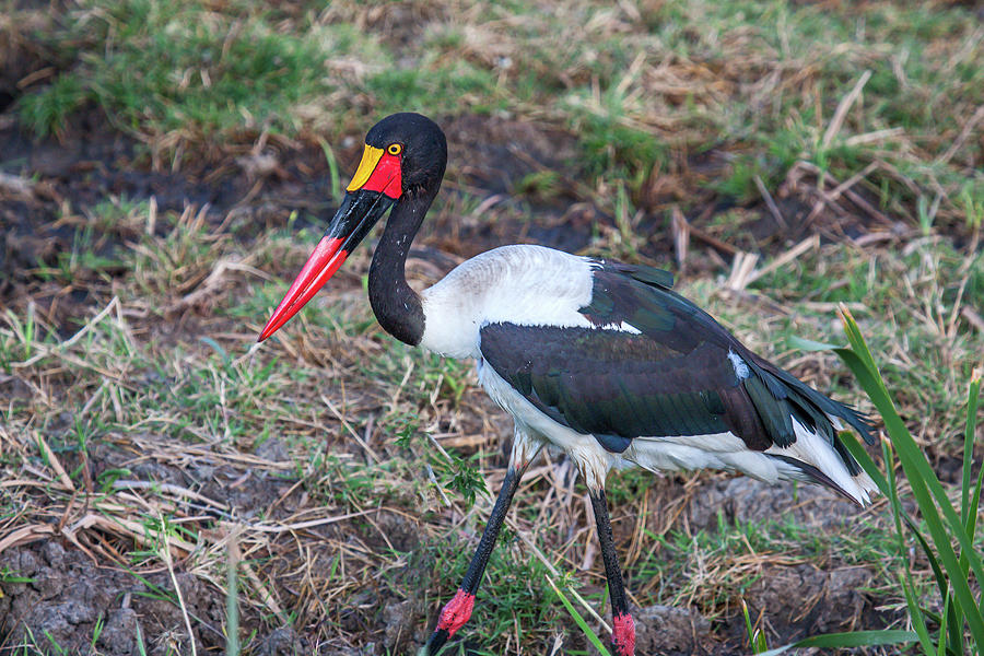 Saddle-billed StorkStrolling Photograph by Sally Weigand