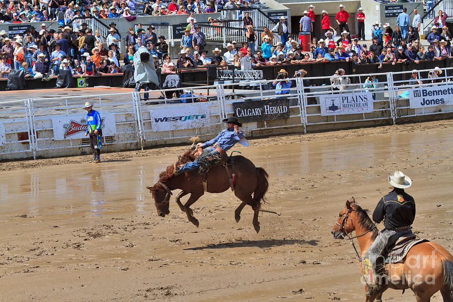 Horse Photograph - Saddle bronc riding event at the Calgary Stampede by Louise Heusinkveld