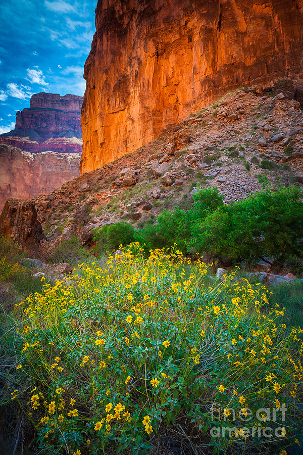 Grand Canyon National Park Photograph - Saddle Canyon Flowers by Inge Johnsson