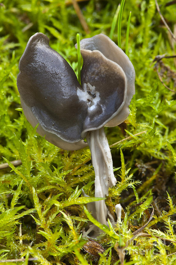 Saddle Fungus Photograph by Steen Drozd Lund