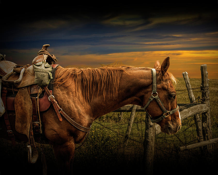 Saddle Horse on the Prairie Photograph by Randall Nyhof
