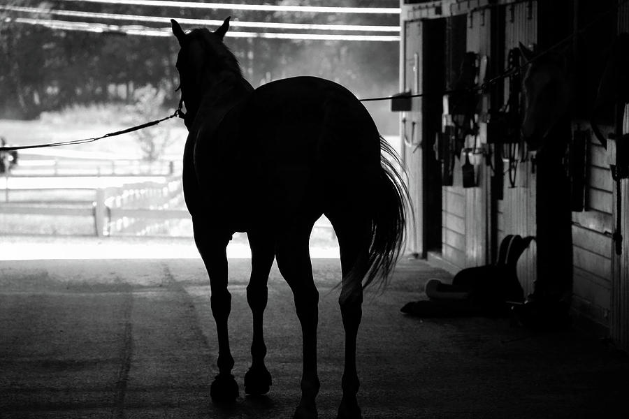 Black And White Photograph - Saddle up by Brian Pflanz