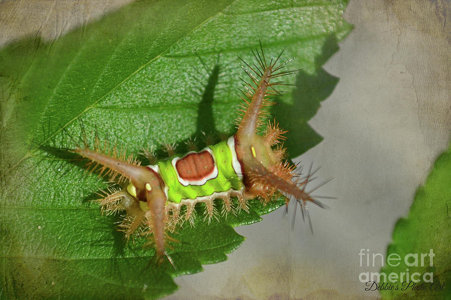Saddleback Caterpillar - DO NOT TOUCH  Photograph by Debbie Portwood