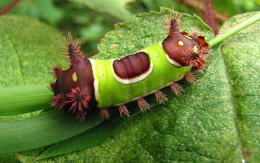 Saddleback Caterpillar Photograph by Joshua Bales