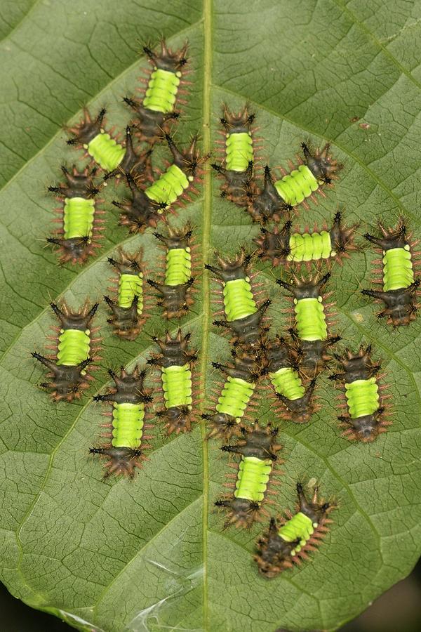 Saddleback Caterpillars Photograph by Lee Alloway
