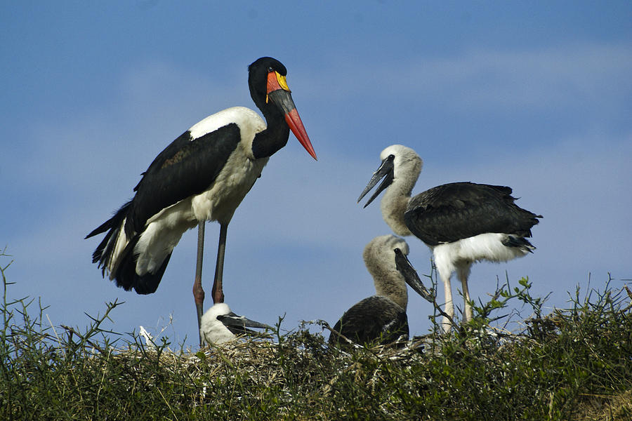Saddlebill Storks in Nest Photograph by Michele Burgess