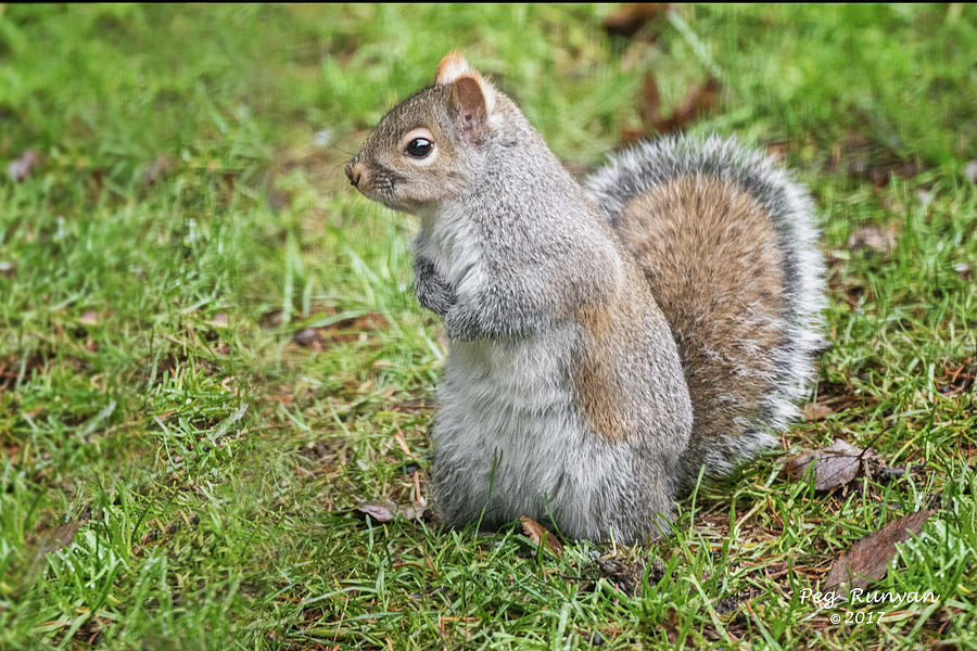 Sadie Squirrel Photograph by Peg Runyan