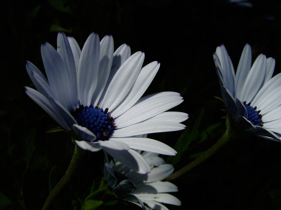 Blue Photograph - Sadness And Yearning by Edan Chapman Blue Photograph - Sadness And Yearning by Edan Chapman