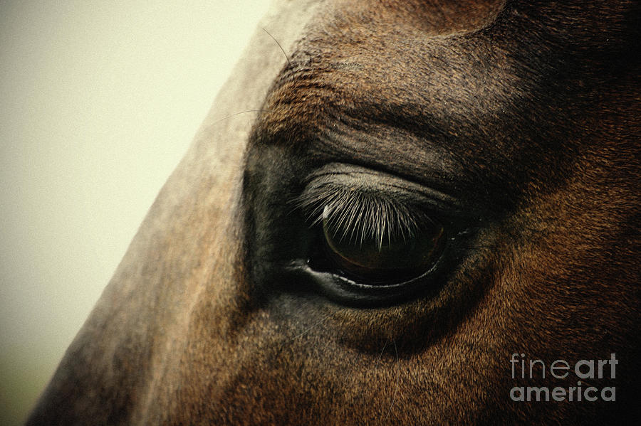 Sadness horse eye Photograph by Dimitar Hristov