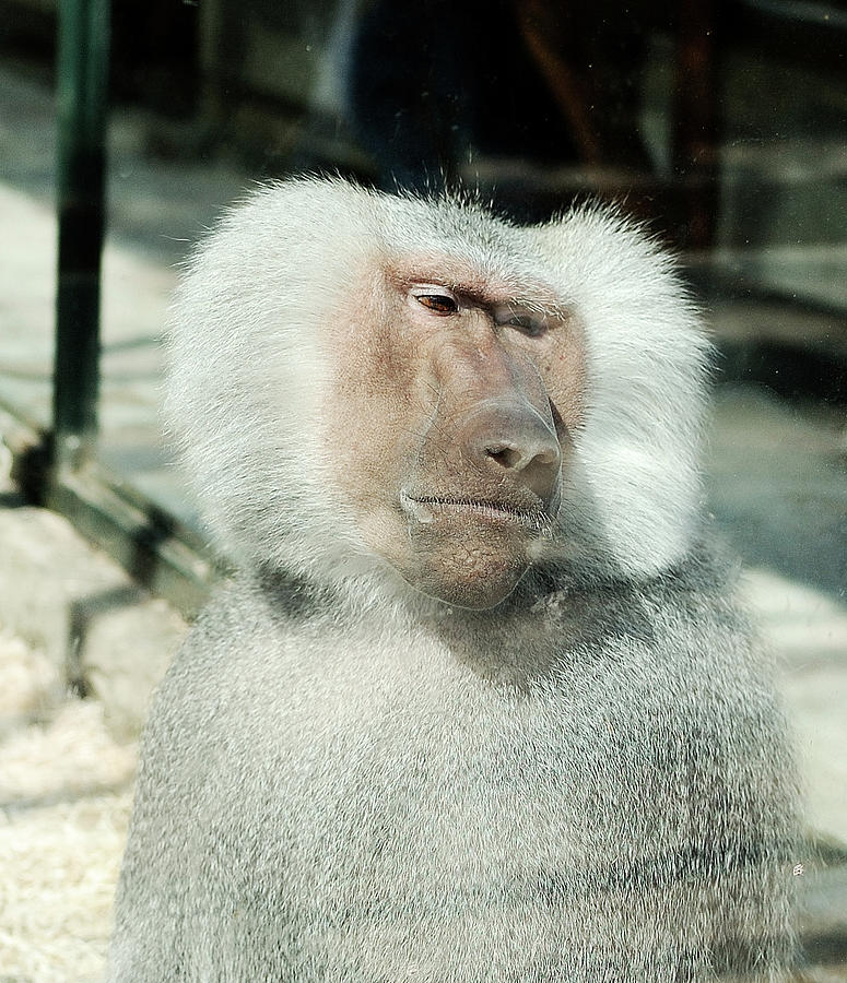 Monkey Photograph - Sadness by Ivan Vukelic