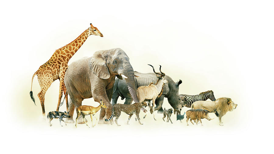 Safari Animals Walking Side Horizontal Banner Photograph by Good Focused