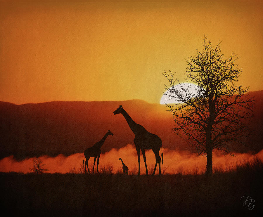 Safari Sunrise Photograph by Debra Boucher