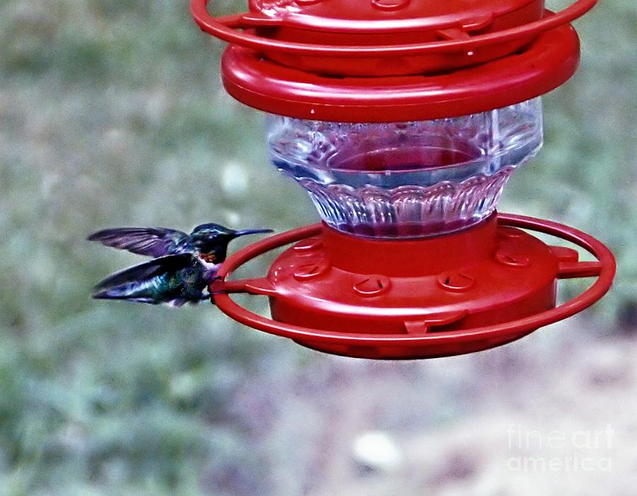 Hummingbird Photograph - Safe Landing by Catherine Melvin