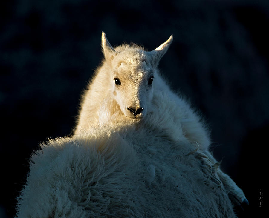 Safe on mamma mountain goat Photograph by Judi Dressler