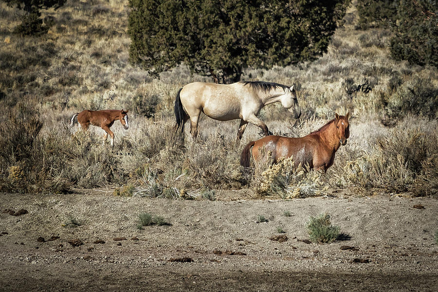 Safeguard This Tiny Foal Photograph by Belinda Greb