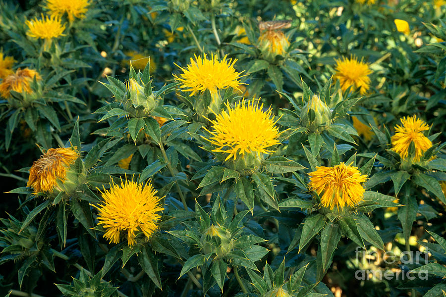 Safflower - Carthamus tinctorius, Plants