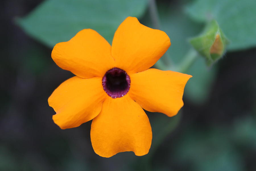 Saffron Colored Flower, Kodaikanal Photograph by Jennifer Mazzucco