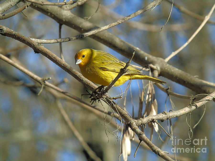 Saffron - Yellow Finch Male Photograph by Silvana Miroslava Albano
