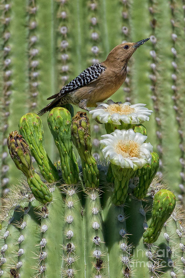 Sagauro Pollinator Photograph by Lisa Manifold