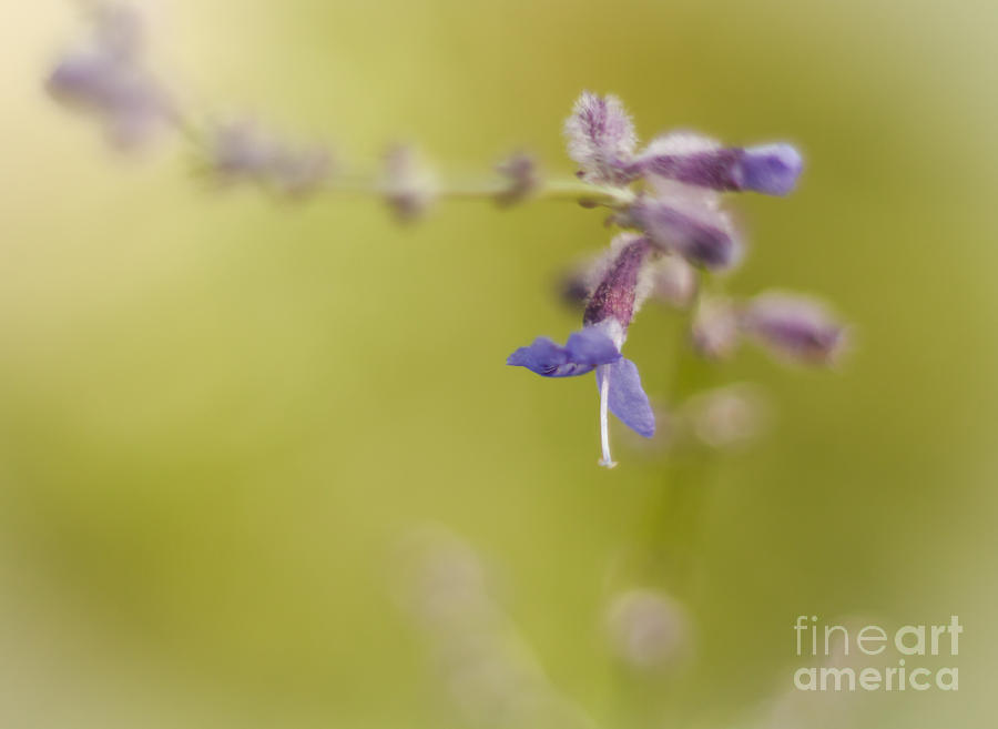 Flower Photograph - Sage Abstract by Lisa Knauff