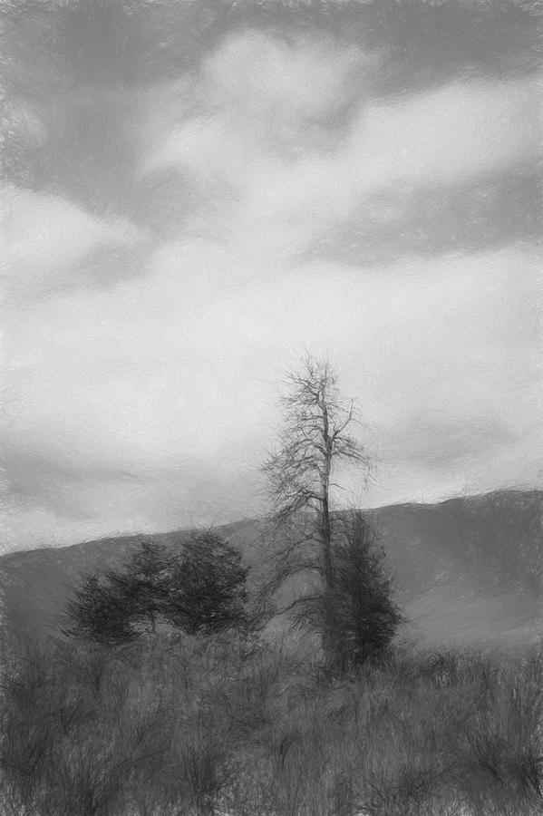 Sage and Tree Sketch Black and White Photograph by Allan Van Gasbeck
