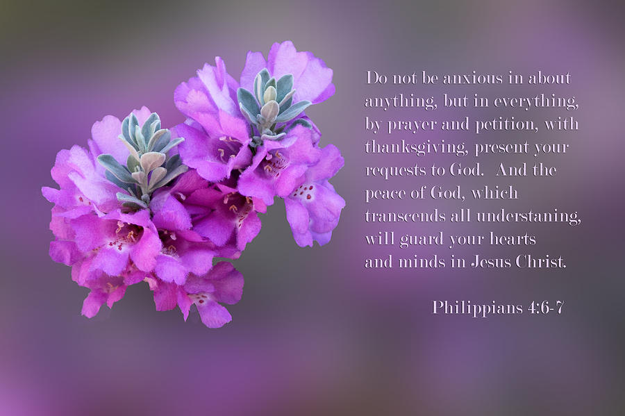 Sage blossoms Philippians 4 vs 6-7 Photograph by Linda Phelps
