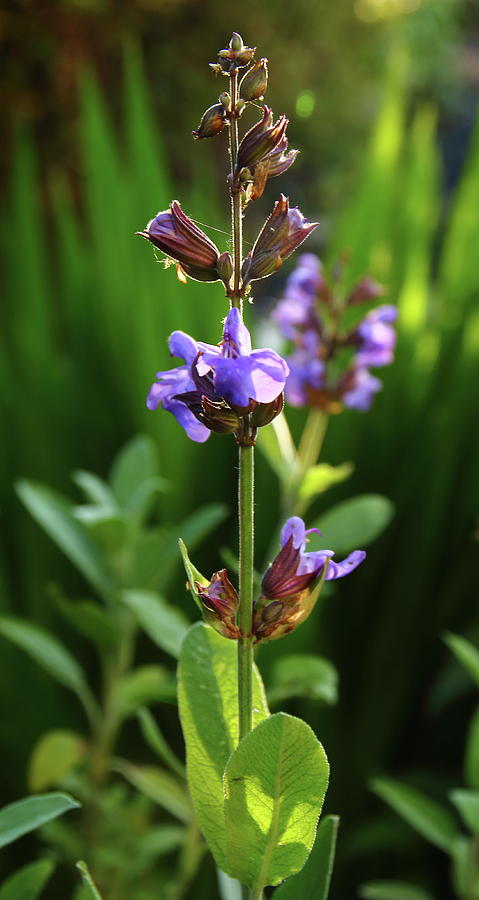 Sage Flowers Photograph by Jeff Townsend