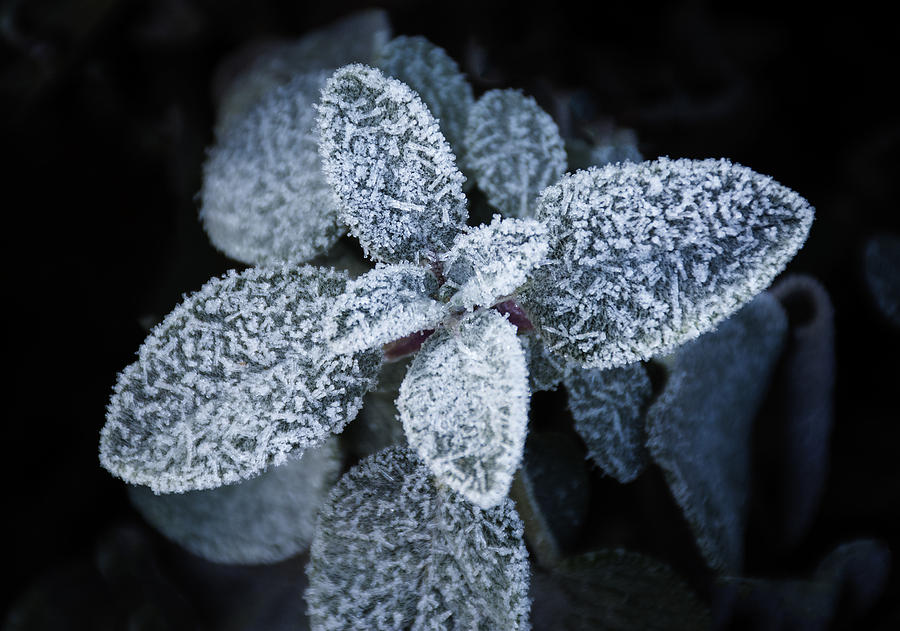 Sage Frosted Photograph by Jim Atkins Pixels