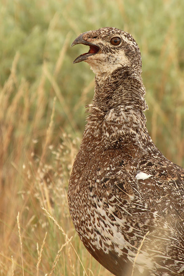 Sage Grouse Calling Photograph by Max Allen