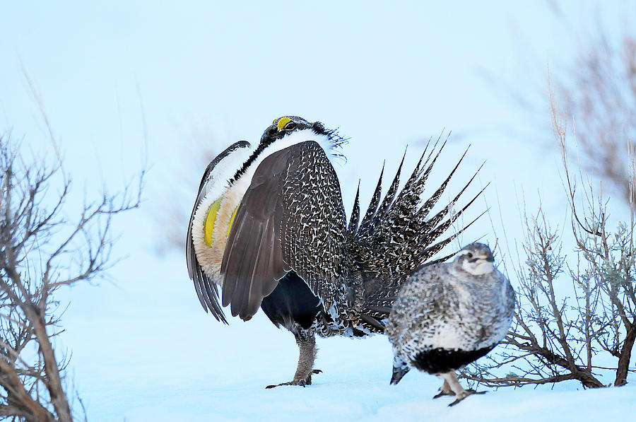 Bird Photograph - Sage Grouse by Dennis Hammer