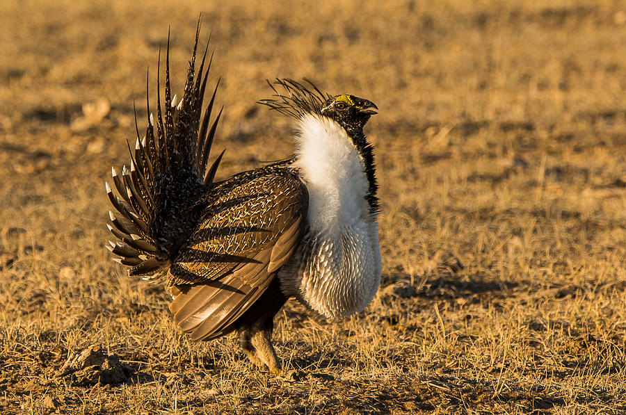 Spring Photograph - Sage Grouse Mating Display by Yeates Photography