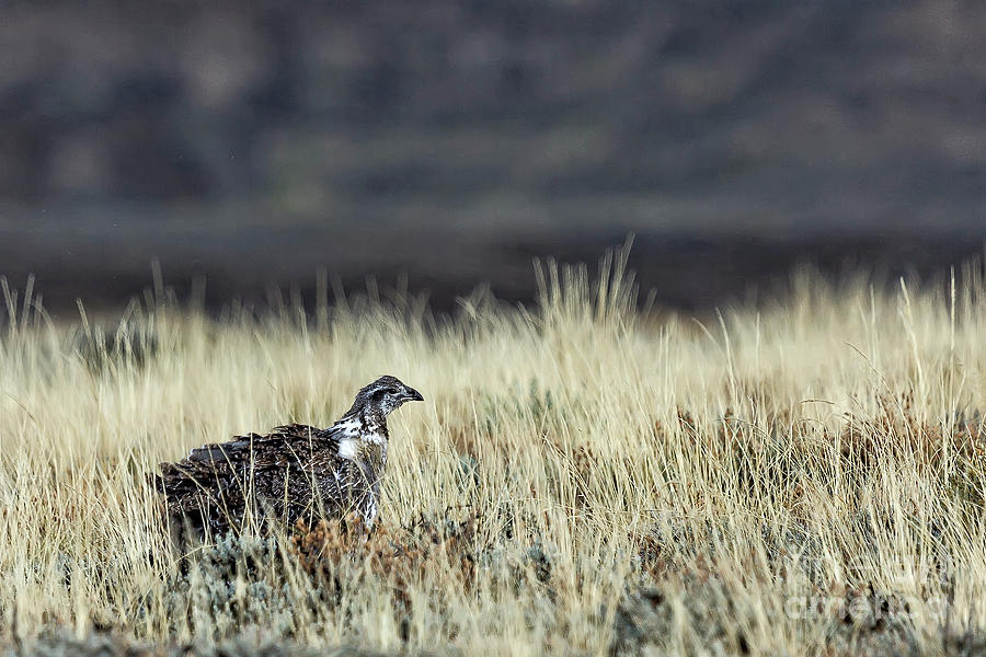 Sage Grouse Photograph by Rodney Cammauf