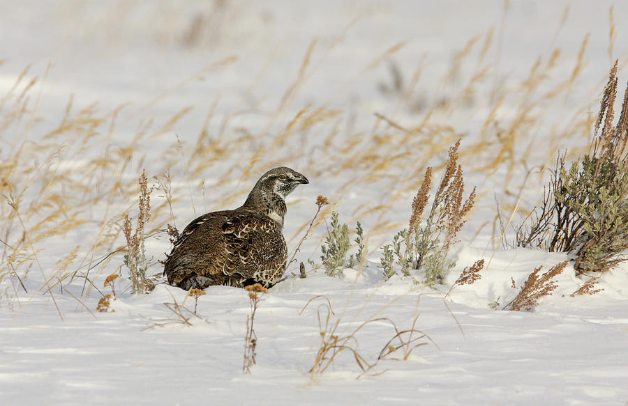 Sage Grouse Photograph by Ronnie And Frances Howard