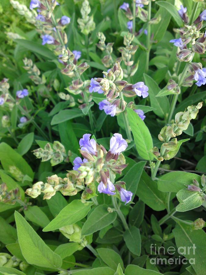 Sage In Bloom Photograph by DebiJeen Pencils Fine Art America